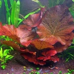 Marcus Fish Tanks - Tiger Lotus Lily Nymphaea Live Aquarium Clear. Fixed Price $19.55.