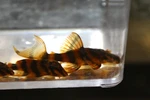 1 L306 Blood Tiger Pleco Tank Bred! High Quality Fish! Read Description!. Fixed Price $99.99.